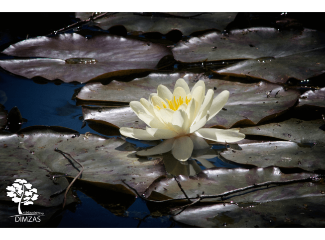 Nymphaea   'Marliacea Albida'